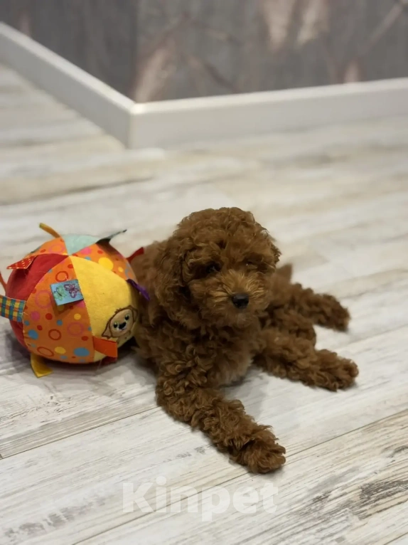 Собаки в Москве: Пудель той и карликовый мальчики и девочка Девочка, 70 000 руб. - фото 1