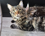 Кошки в Красногорске: Мейкун котенок полидакт Девочка, 30 000 руб. - фото 1