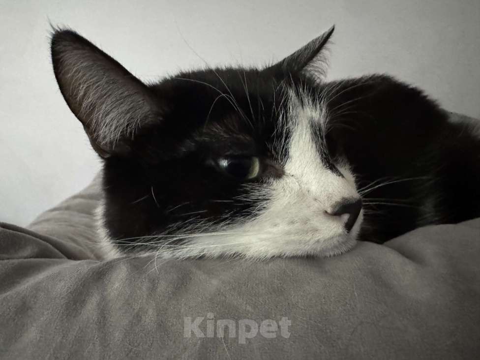 Кошки в Москве: Молодая кошечка ищет дом Девочка, Бесплатно - фото 3