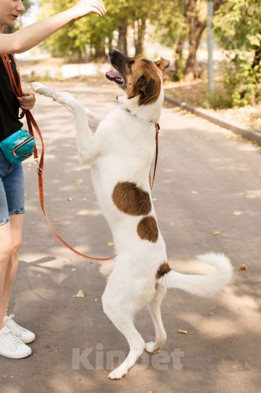 Собаки в Москве: Амур Мальчик, 300 руб. - фото 2