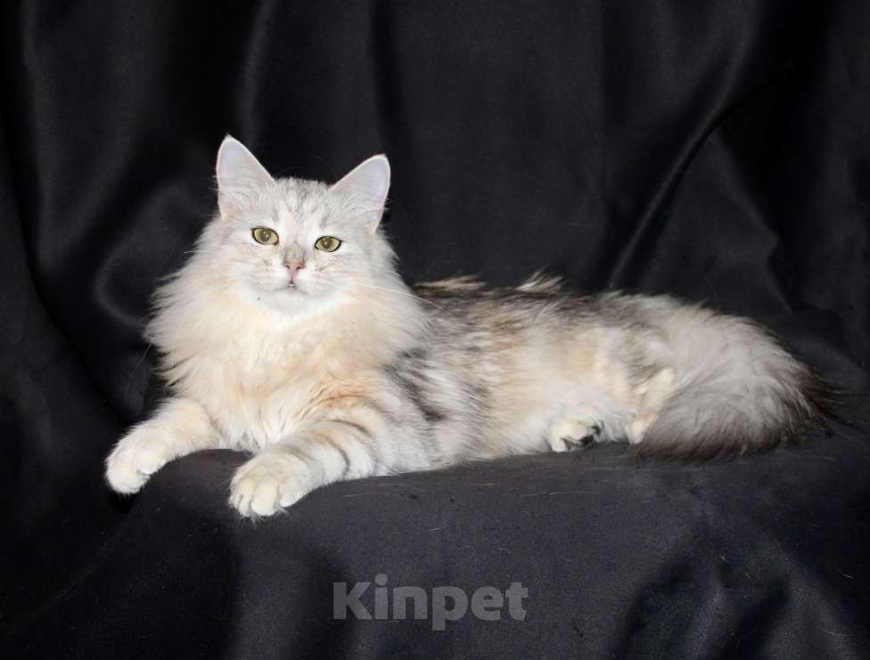 Кошки в Тюмени: Сибирский котёнок Девочка, 15 000 руб. - фото 8