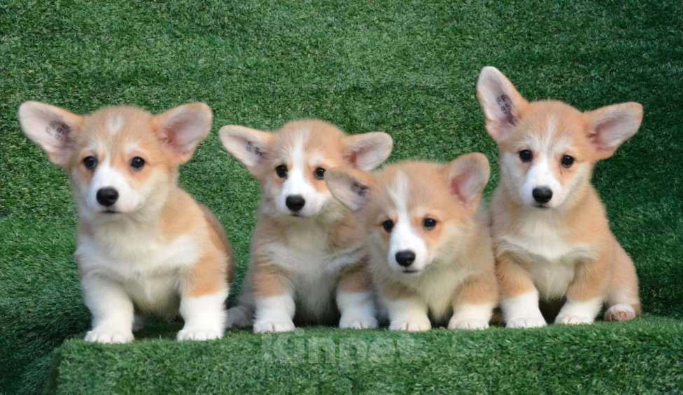 Собаки в Ногинске: Щенки вельш корги пемброк Девочка, 40 000 руб. - фото 2