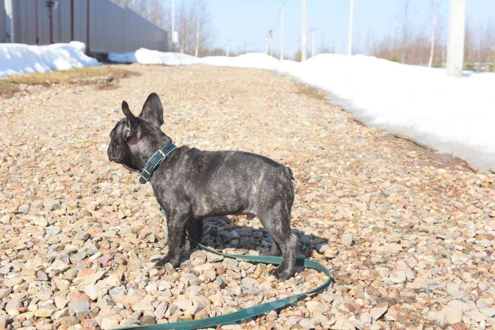 Собаки в Москве: Тигровый мальчик Мальчик, 45 000 руб. - фото 10