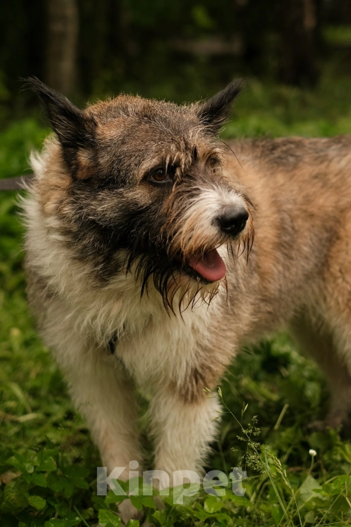Собаки в Санкт-Петербурге: Элис из приюта в добрые руки Девочка, Бесплатно - фото 5