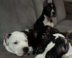 Собаки в Москве: Щенок амстаффа Мальчик, 70 000 руб. - фото 2