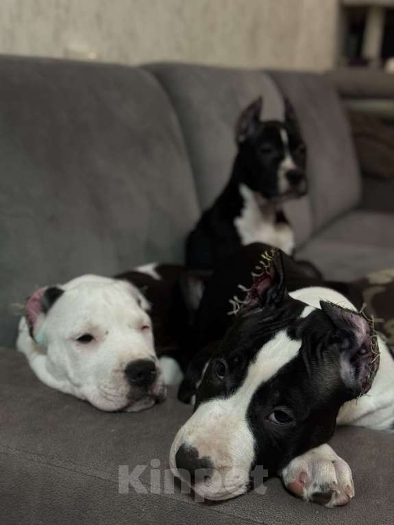 Собаки в Москве: Щенок амстаффа Мальчик, 70 000 руб. - фото 2