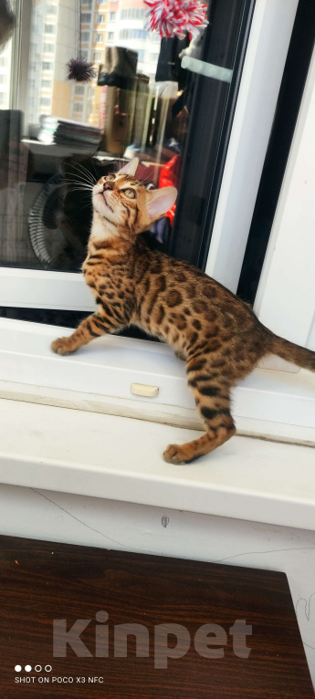 Кошки в Химках: Бенгальский котенок кошка Девочка, 35 000 руб. - фото 1