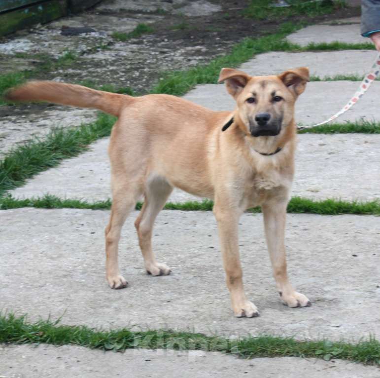 Собаки в Москве: Умный, жизнерадостный, добрый подросток Рэм в поисках своей родной семьи  Мальчик, Бесплатно - фото 8