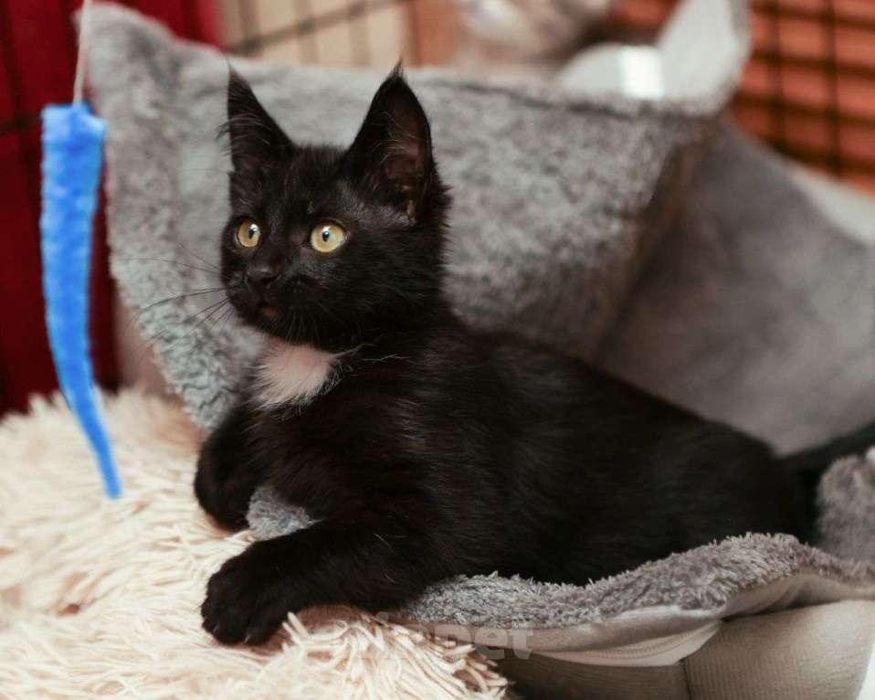 Кошки в Москве: Маленькая Кари ищет домик Девочка, Бесплатно - фото 2