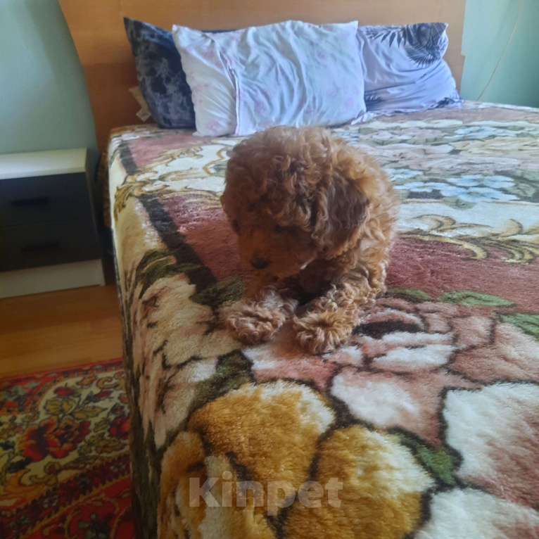 Собаки в Люберцах: Щенки той пудель Девочка, 150 000 руб. - фото 5