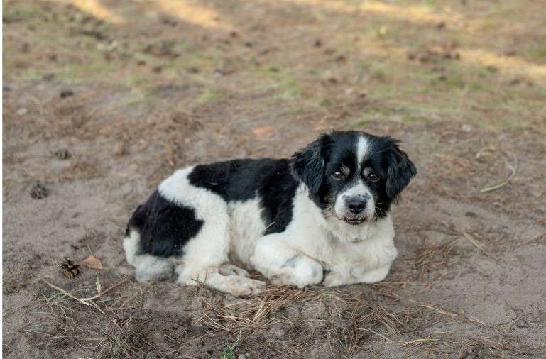 Собаки в Тольятти: Поиск собаки  Мальчик, 500 руб. - фото 2