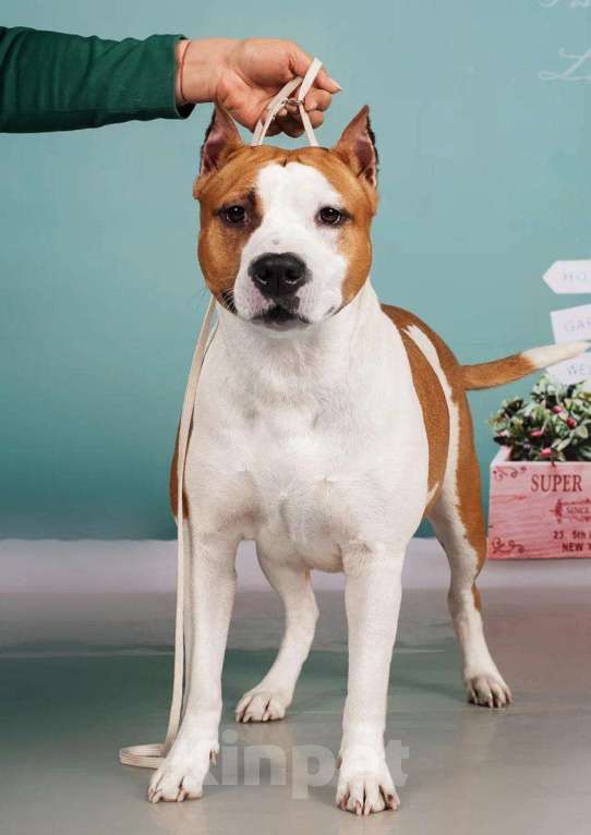 Собаки в Владивостоке: Американский стаффордширский терьер Мальчик, Бесплатно - фото 2