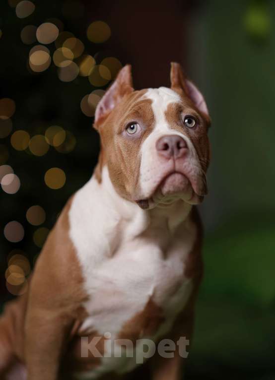 Собаки в Пикалево: Американский булли щенок Девочка, 80 000 руб. - фото 1