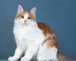 Кошки в других городах Московской области: Кошка Селин Девочка, 50 000 руб. - фото 2