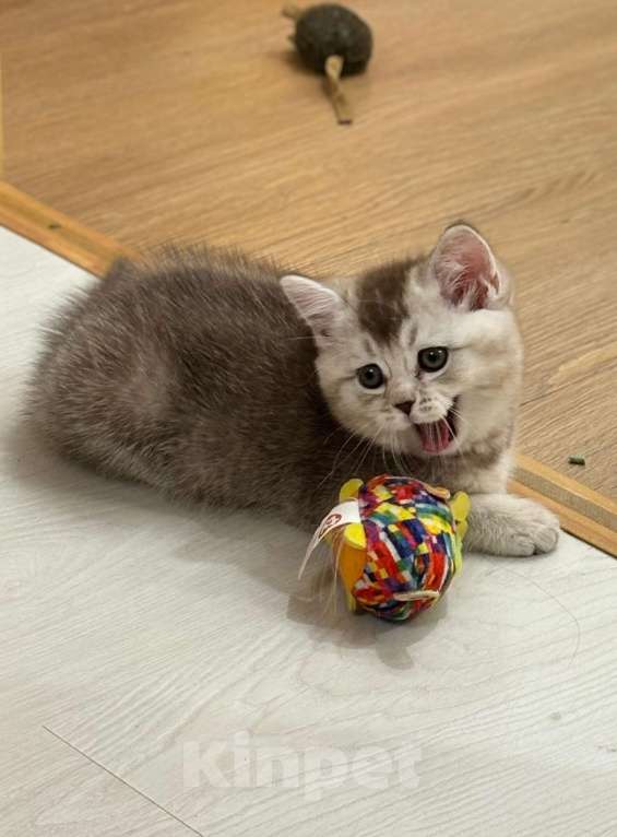 Кошки в Волгограде: Шоколадный мальчик Мальчик, Бесплатно - фото 3