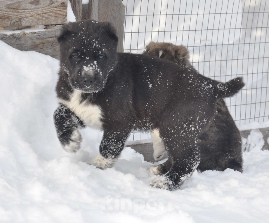 Собаки в Новосибирске: Щенки алабая (среднеазиатской овчарки) Мальчик, Бесплатно - фото 1