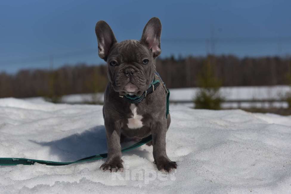 Собаки в Москве: Голубой тигр мальчик Мальчик, 50 000 руб. - фото 6