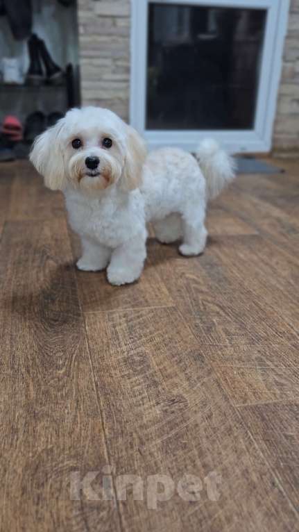 Собаки в Москве: Мальчик Мальтипу  Мальчик, 50 000 руб. - фото 4