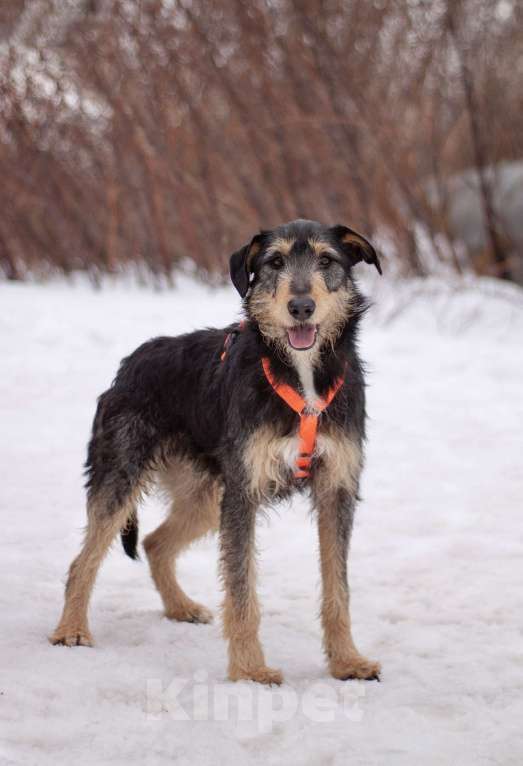 Собаки в Москве: Чуткий, нежный Освальд в поисках своей семьи Мальчик, Бесплатно - фото 2