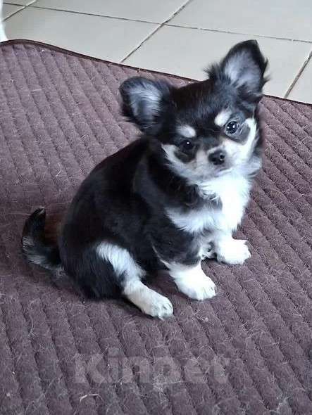 Собаки в других городах Калужской области: Черный триколор мальчик Мальчик, 50 000 руб. - фото 3