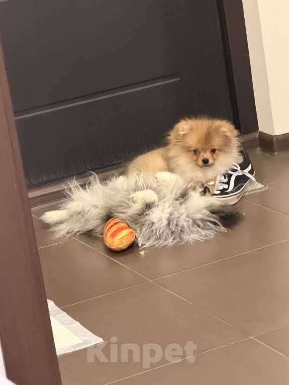 Собаки в других городах Московской области: Щенки померанского шпица Разнополые, Бесплатно - фото 2