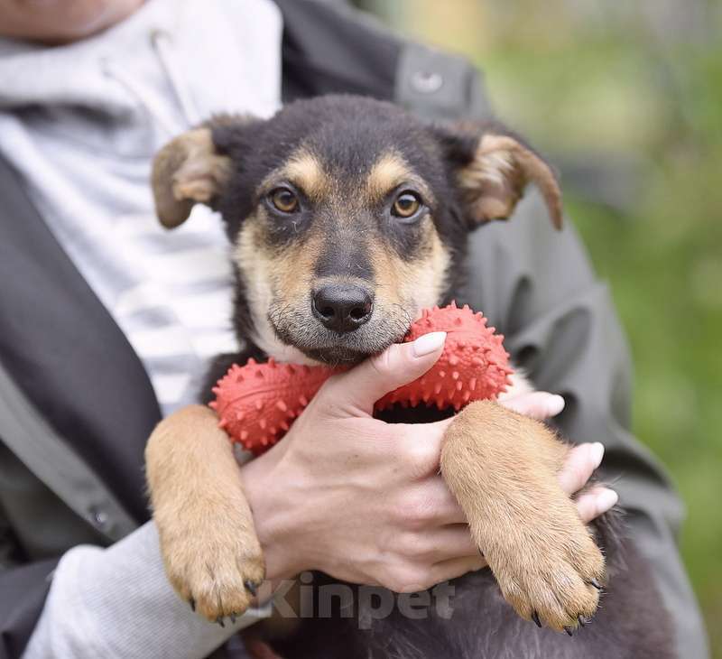 Собаки в Москве: Широкогрудый щенок метис овчарки Микки в добрые руки Мальчик, 1 руб. - фото 3
