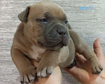 Собаки в Донецке: Бронирование щенков американский булли Мальчик, Бесплатно - фото 3