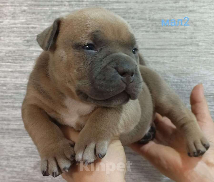 Собаки в Донецке: Бронирование щенков американский булли Мальчик, Бесплатно - фото 3