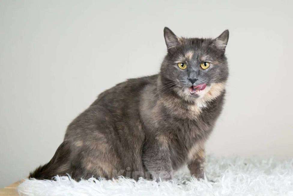 Кошки в Москве: Милая и сладкая Булочка ищет дом и семью Девочка, 1 руб. - фото 3