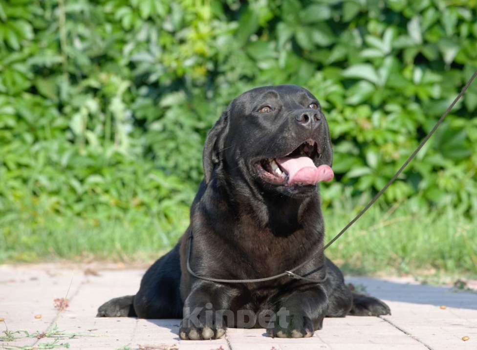 Собаки в Москве: Лабрадор ретривер Мальчик, 50 000 руб. - фото 1