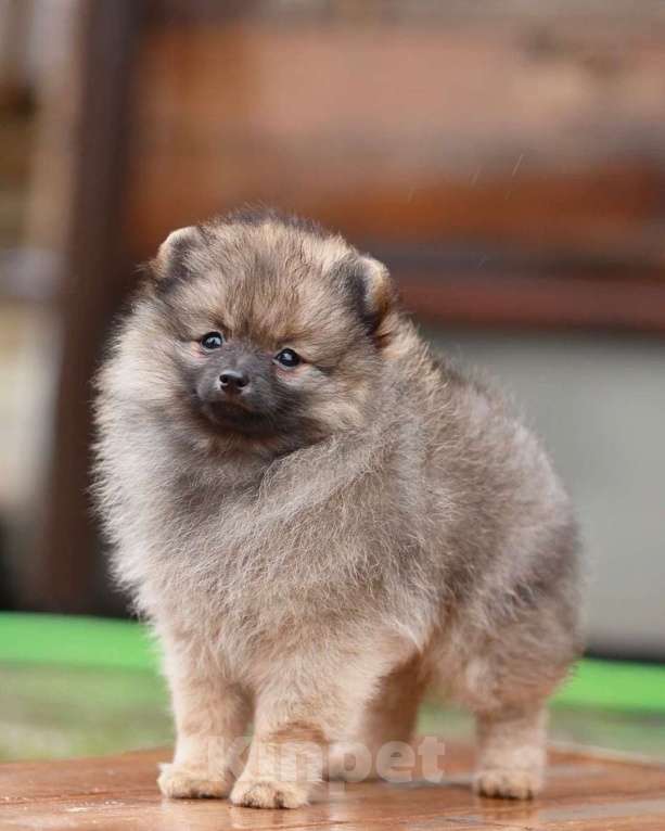 Собаки в Москве: Щенки немецкого миниатюрного  шпица Мальчик, 30 000 руб. - фото 5