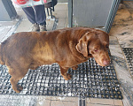 Собаки в других городах Московской области: Собака девочка Девочка, Бесплатно - фото 2