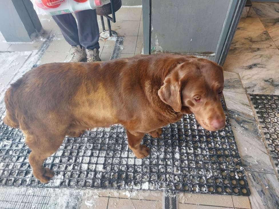 Собаки в других городах Московской области: Собака девочка Девочка, Бесплатно - фото 2