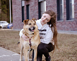 Собаки в Москве: Рыжуля в добрые руки! Девочка, Бесплатно - фото 8