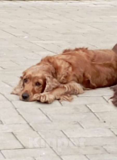 Собаки в других городах Ставропольского края: Щенок спаниель  Мальчик, 10 руб. - фото 2