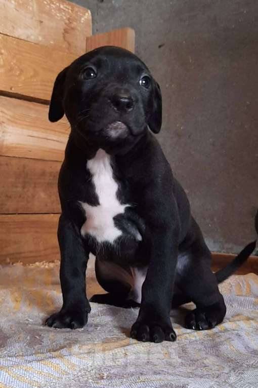 Собаки в Тамбове: Щенки американского питбультерьера Мальчик, 30 000 руб. - фото 2