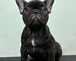 Собаки в Владивостоке: Малышка французского бульдога Девочка, 70 000 руб. - фото 4