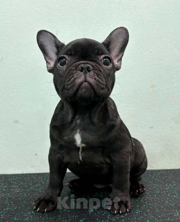 Собаки в Владивостоке: Малышка французского бульдога Девочка, 70 000 руб. - фото 4