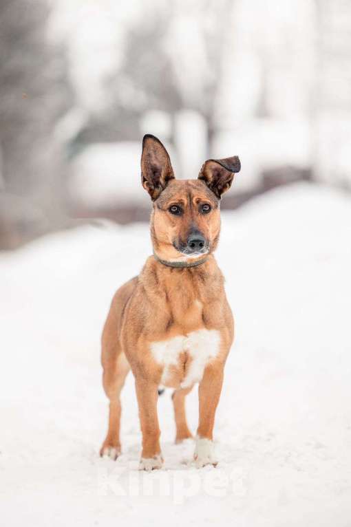 Собаки в Москве: Маленькая собака для квартиры никак не найдет своих Девочка, Бесплатно - фото 2