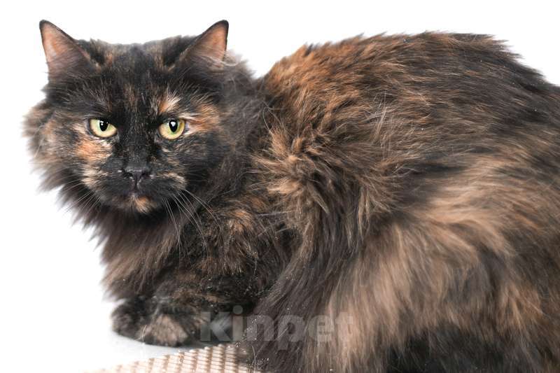 Кошки в Москве: Самая умная и мудрая кошка Тиффани в добрые руки Девочка, 1 руб. - фото 2