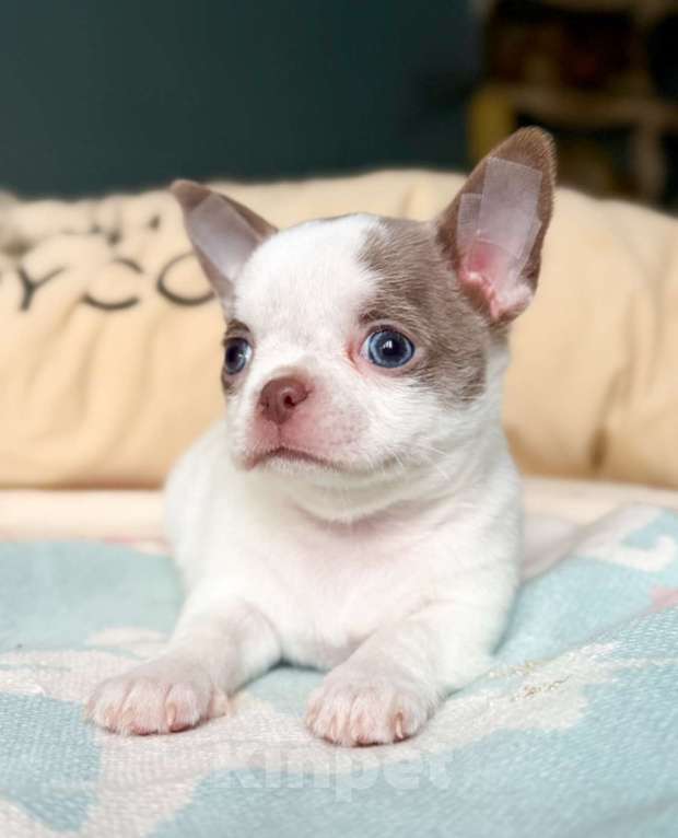 Собаки в Москве: Лиловый кукольный мальчик  Мальчик, 50 000 руб. - фото 2