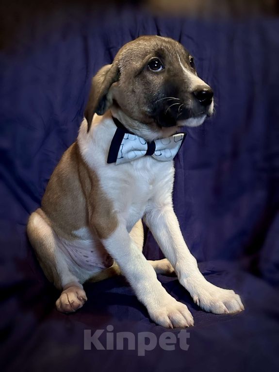 Собаки в Раменском: Буран ищет любящую семью Мальчик, 1 руб. - фото 1