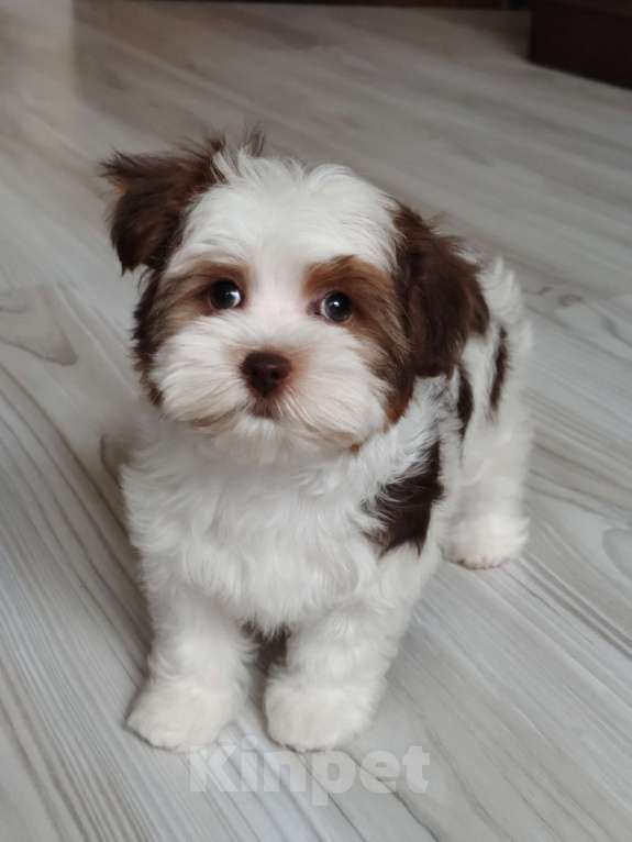 Собаки в Санкт-Петербурге: Орхидея Петербургская Разнополые, 40 000 руб. - фото 7