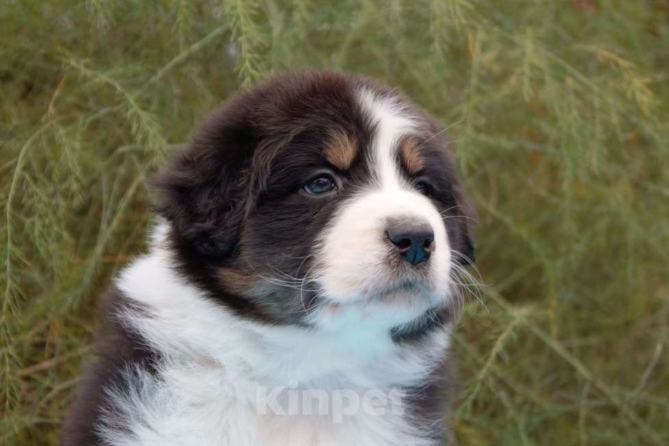 Собаки в других городах Московской области: Австралийская овчарка (аусси) Мальчик, 50 000 руб. - фото 2