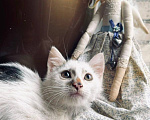 Кошки в Москве: Котенок Митя ищет дом Мальчик, Бесплатно - фото 6