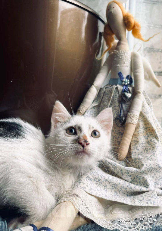 Кошки в Москве: Котенок Митя ищет дом Мальчик, Бесплатно - фото 6