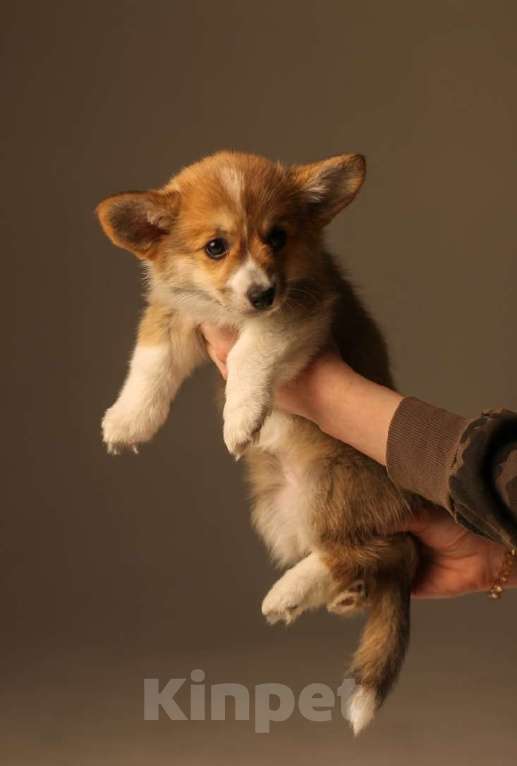 Собаки в Екатеринбурге: Victoria Gold Девочка, 80 000 руб. - фото 3