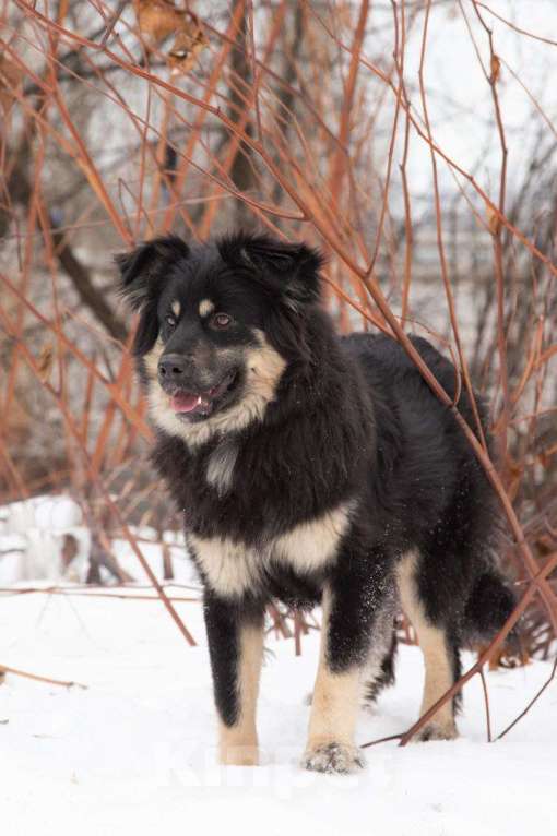 Собаки в Москве: Красотка-модель Лекси в поисках дома, 1 год Девочка, 1 руб. - фото 3