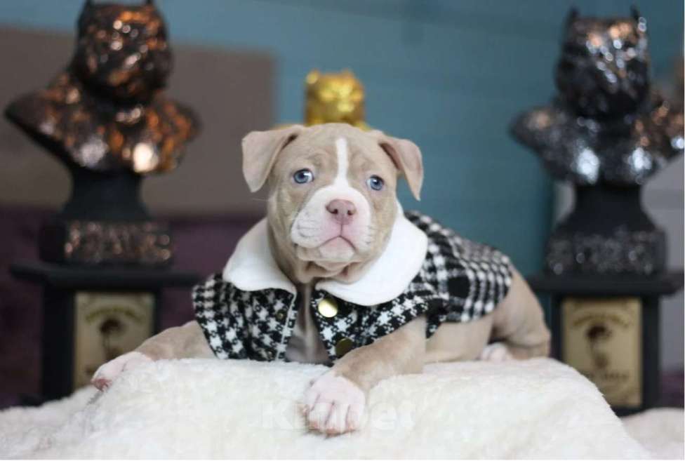 Собаки в Москве: Американский булли Классик Девочка, 250 000 руб. - фото 1