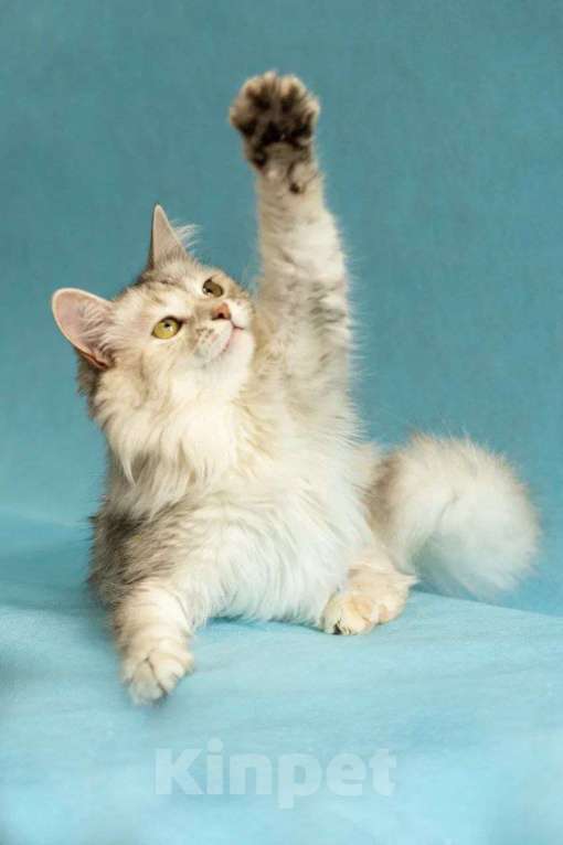 Кошки в Москве: Красивая кошка Медуля в добрые руки  Девочка, Бесплатно - фото 3